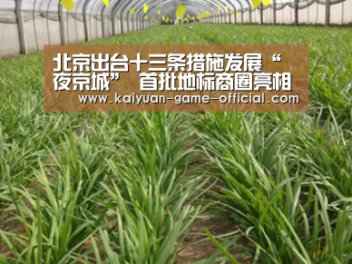 开元牌棋官网
